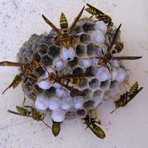 Wasp Removal San Diego CA