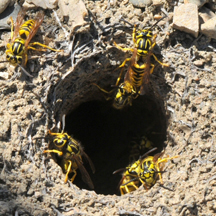Yellow Jacket Removal Long Beach CA